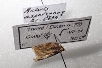 Acleris aspersana