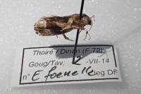 Epiblema foenella