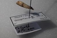 Celypha striana