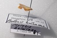 Acleris holmiana