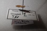 Crassa tinctella