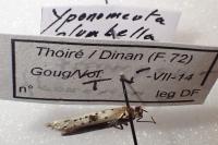 Yponomeuta plumbella