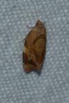 Ditula angustiorana