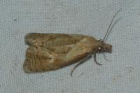 Phtheochroa inopiana