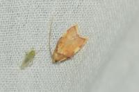 Carcina quercana