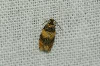 Celypha aurofasciana