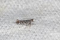 Parectopa ononidis