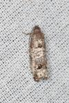 Notocelia