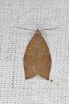 Pandemis heparana