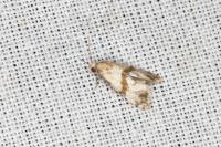 Phalonidia contractana
