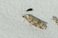 Cnephasia