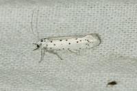 Yponomeuta