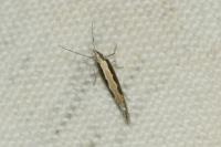 Plutella xylostella