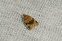 Epagoge grotiana