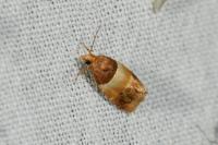 Epinotia festivana