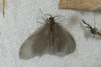 Sterrhopterix fusca