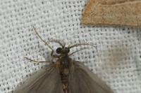 Sterrhopterix fusca
