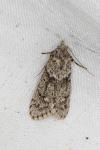 Diurnea fagella