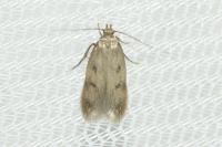 Borkhausenia nefrax