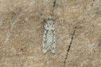 Diurnea fagella