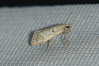 Diurnea fagella