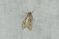 Diurnea fagella
