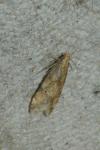 Brachmia blandella