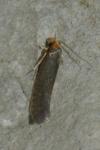Cephimallota crassiflavella