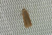 Helcystogramma triannulella