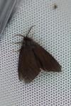 Canephora hirsuta
