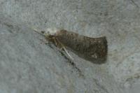 Swammerdamia compunctella
