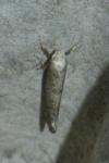 Swammerdamia compunctella