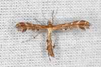 Oxyptilus