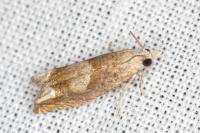 Eucosma conterminana