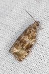Celypha lacunana
