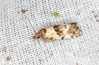 Neocochylis molliculana
