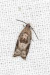 Rhopobota naevana