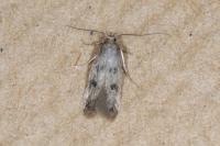 Borkhausenia nefrax