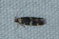 Oegoconia