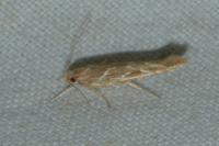 Pyroderces argyrogrammos
