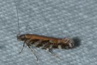 Aristotelia