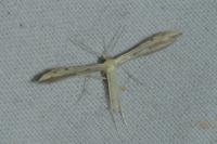 Adaina microdactyla