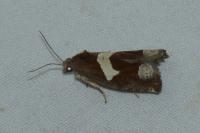 Epiblema foenella