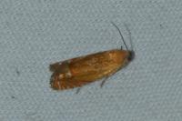 Lathronympha strigana