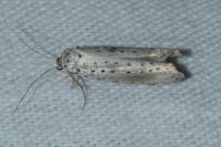 Yponomeuta irrorella