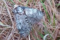 Cossus cossus