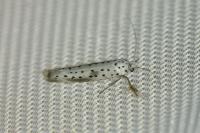 Yponomeuta irrorella