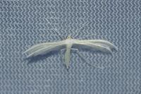 Pterophorus pentadactylus