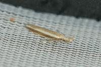 Pleurota aristella