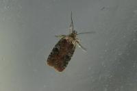 Agonopterix purpurea
